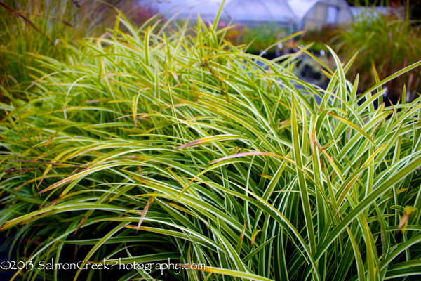 Carex morrowii Ice Dance