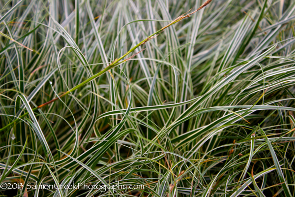 Carex conica Snowline