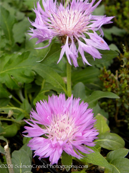 <i>Centaurea hypoleuca</i> ‘John Coutts’