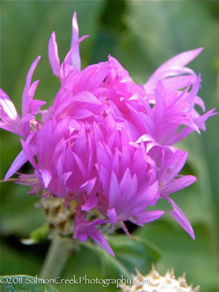 Centaurea hypoleuca ‘John Coutts’