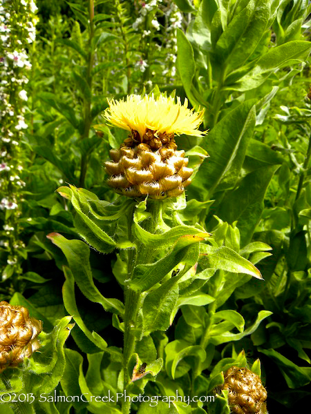 Centaurea macrocephala