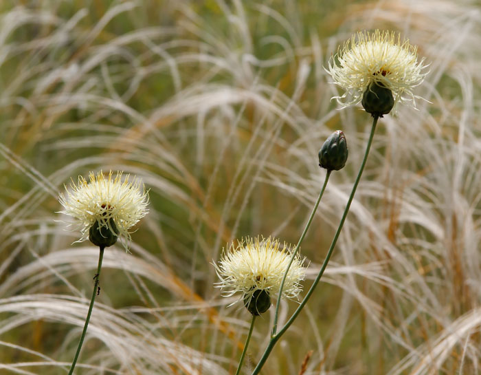 Centaurea ruthenica