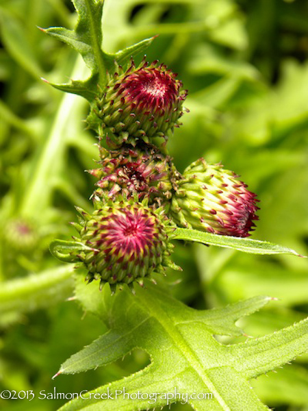 Cirsium rivulare ‘Atropurpureum’