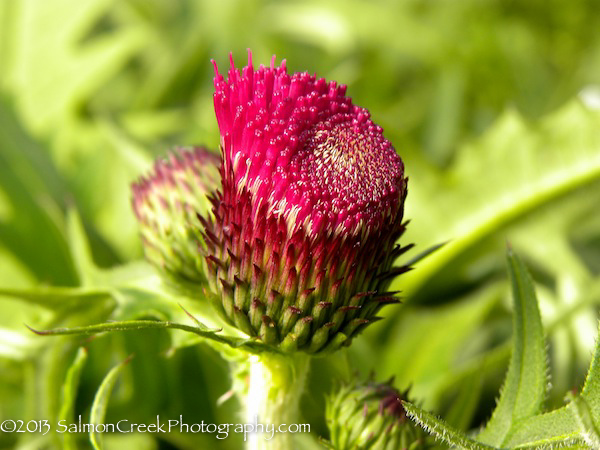 Cirsium rivulare Atropurpureum