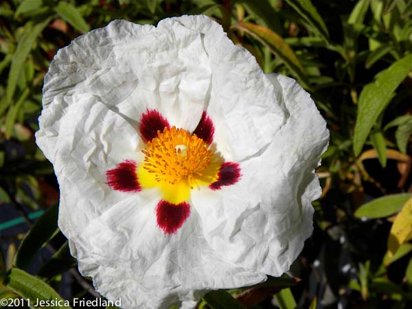 Cistus x purpureus ‘Alan Fradd’