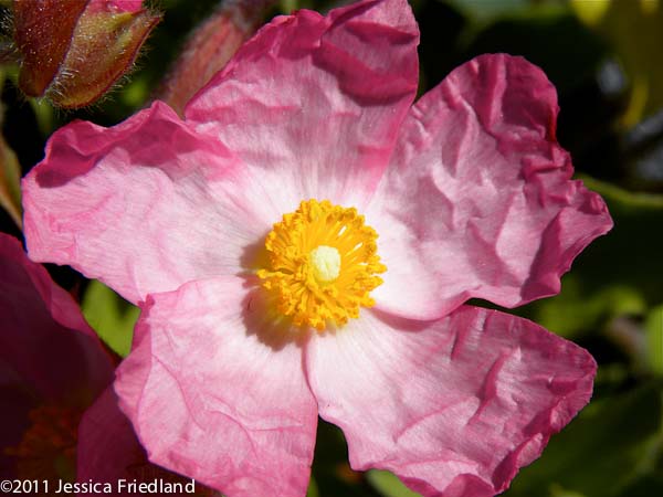 Cistus Anne Palmer