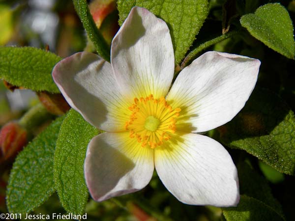 Cistus pauranthus Natacha