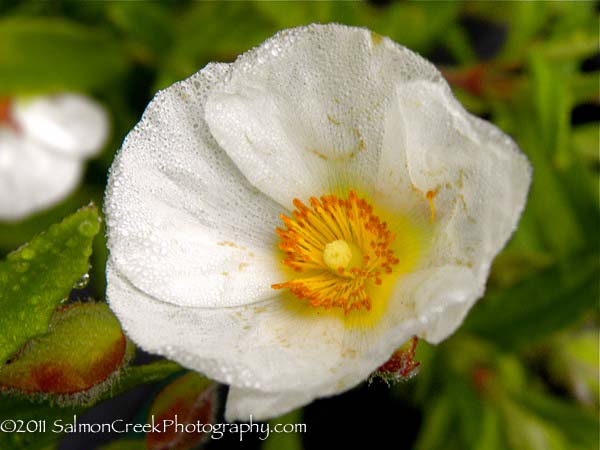 <em>Cistus x oblongifolius</em>  ‘’