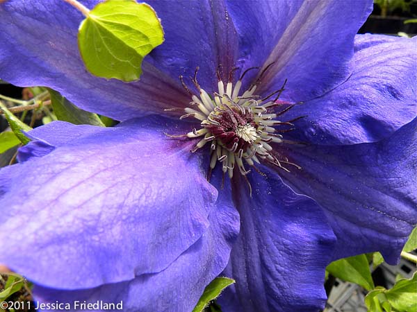 <i>Clematis</i> ‘Danielle’