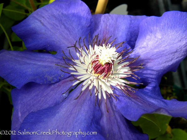 Clematis ‘Danielle’