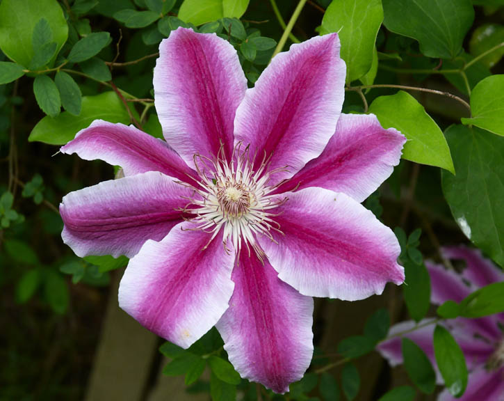 Clematis Doctor Ruppel