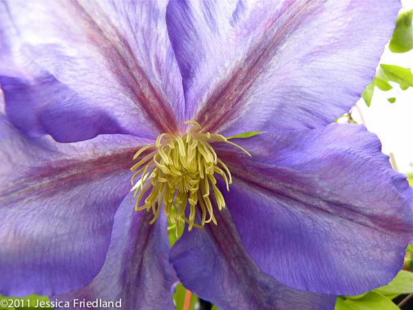 Clematis ‘General Sikorski’