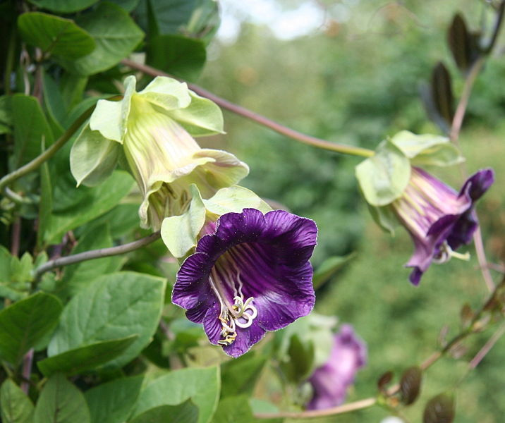 Cobaea scandens