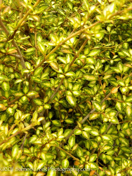 Coprosma ‘Beatson’s Gold’