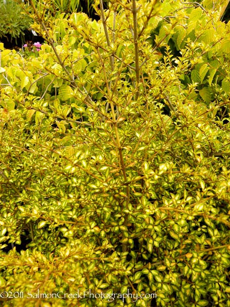 Coprosma ‘Beatson’s Gold’