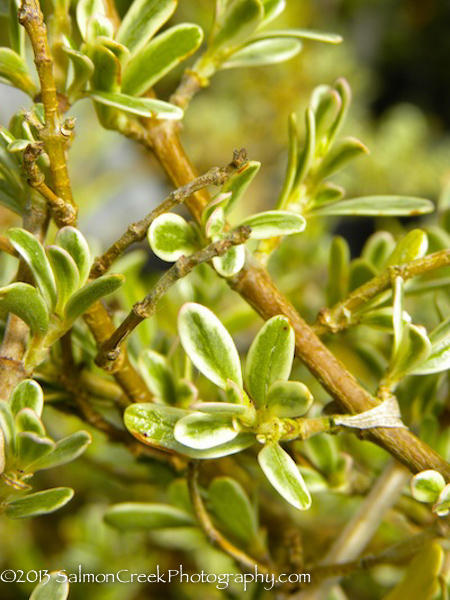 Coprosma kirkii Variegata