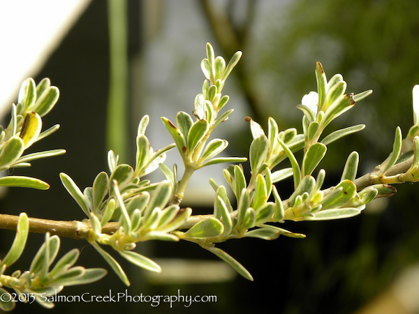 Coprosma kirkii ‘Variegata’