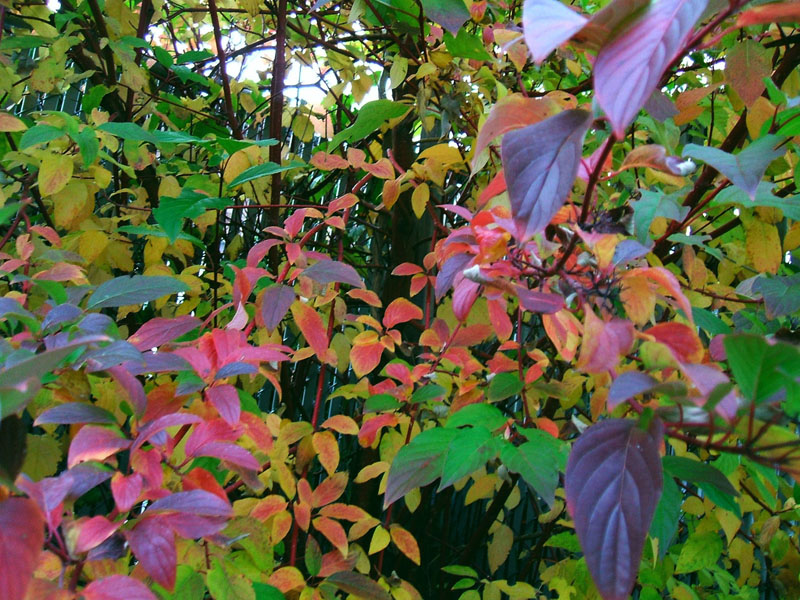 Cornus sericea Cardinal