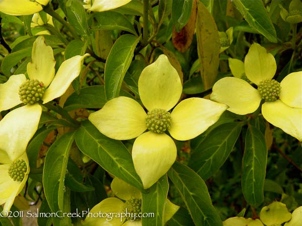 <i>Cornus capitata</i>