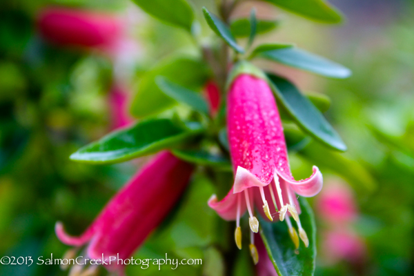 Correa ‘Dusky Bells’