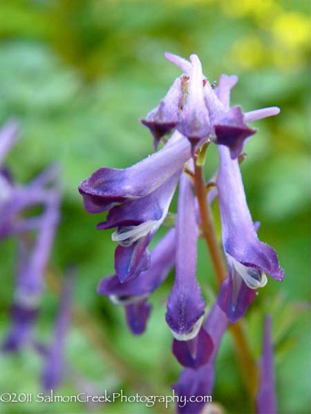 Corydalis ‘Blackberry Wine’