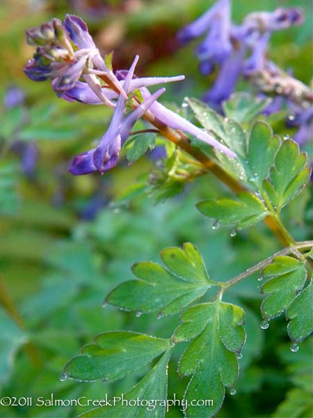 Corydalis ‘Blackberry Wine’