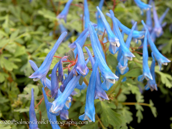 Corydalis curviflora Blue Heron