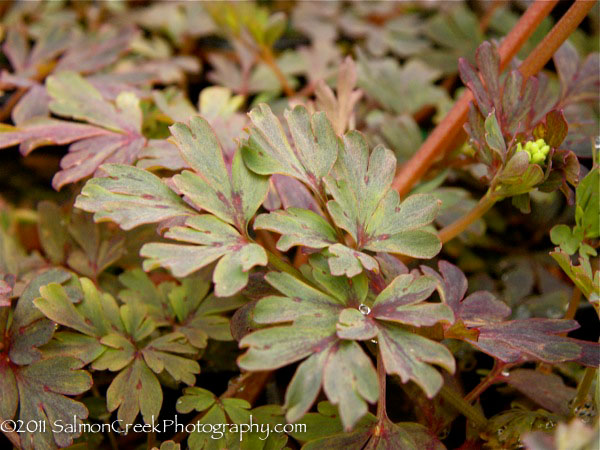 Corydalis flexuosa Purple Leaf