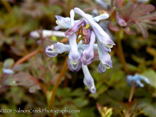 Corydalis flexuosa ‘Purple Leaf’