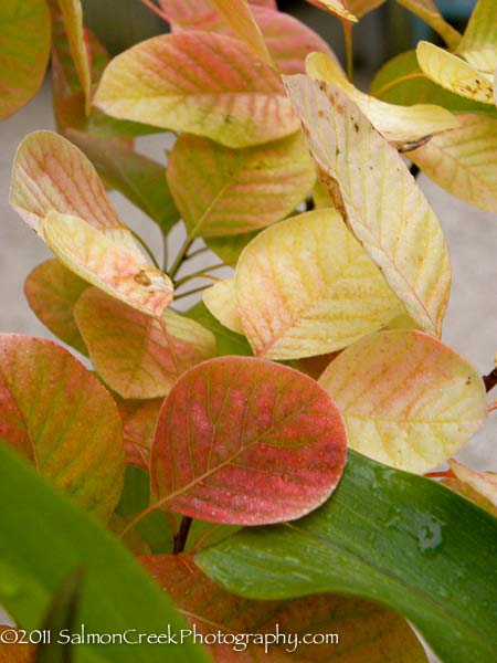 Cotinus Golden Spirit