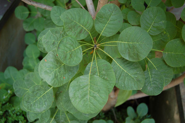 <i>Cotinus</i> ‘Golden Spirit’