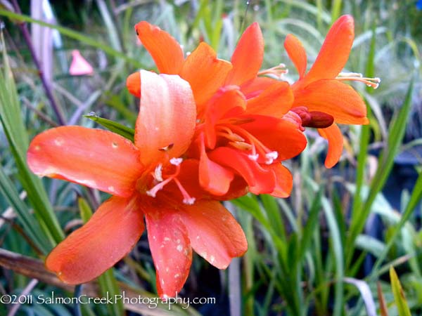 Crocosmia ‘Limpopo’