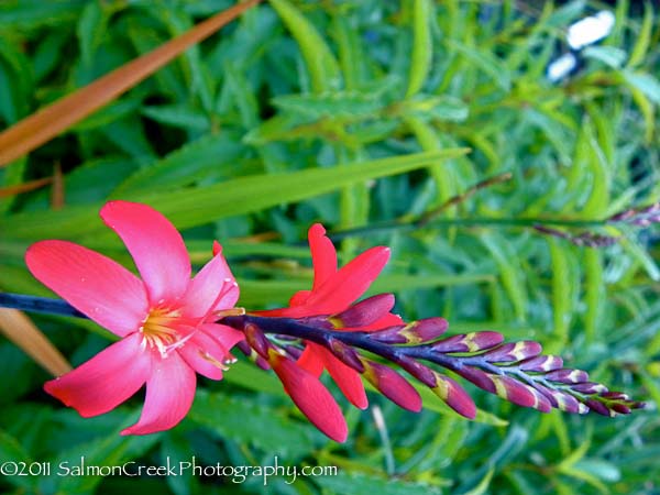 Crocosmia ‘Little Redhead’