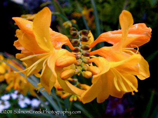 Crocosmia Walberton Yellow