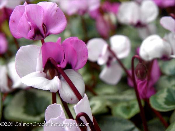 Cyclamen coum