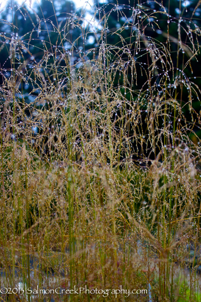 Deschampsia cespitosa ‘Tardiflora’