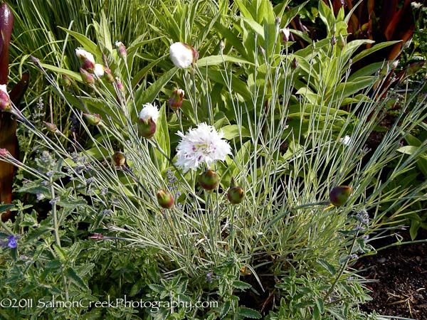 Dianthus Bridal Veil