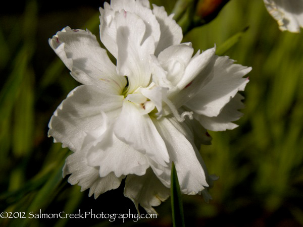 Dianthus Mendlesham Maid