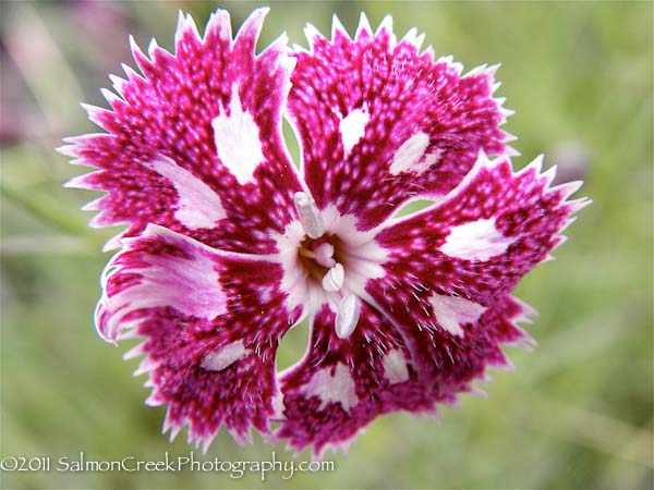 Dianthus Nancy Lindsay