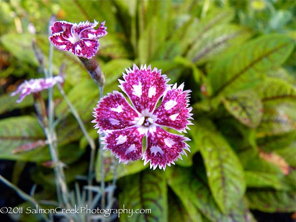 Dianthus ‘Nancy Lindsay’