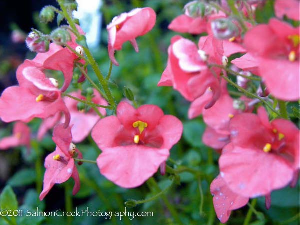 <i>Diascia</i> ‘Coral Belle’