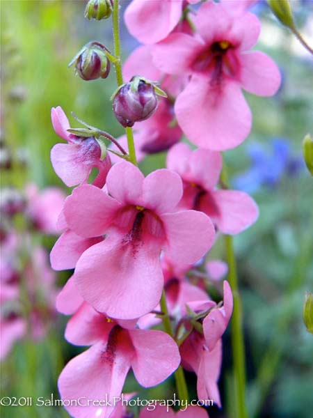 Diascia integerrima ‘Pink Adobe’