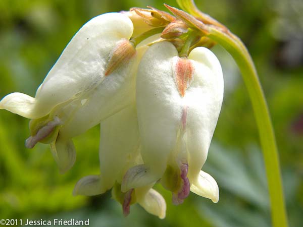 Dicentra Margery Fish