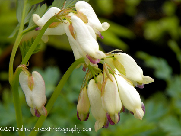 Dicentra Margery Fish