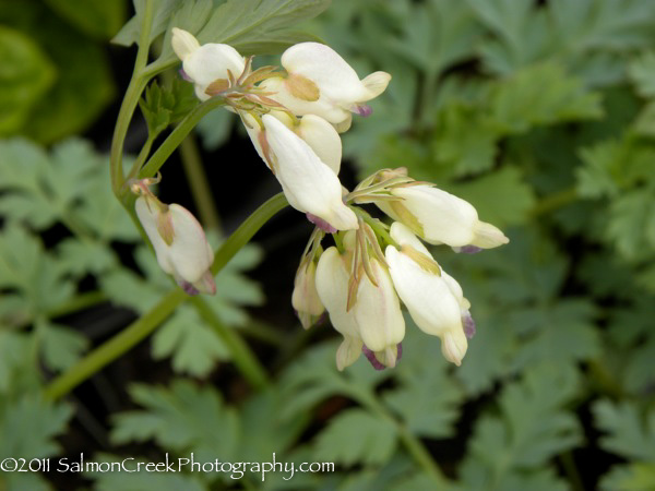 Dicentra ‘Margery Fish’