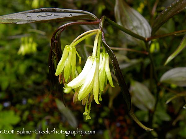 Disporum longistylum Night Heron