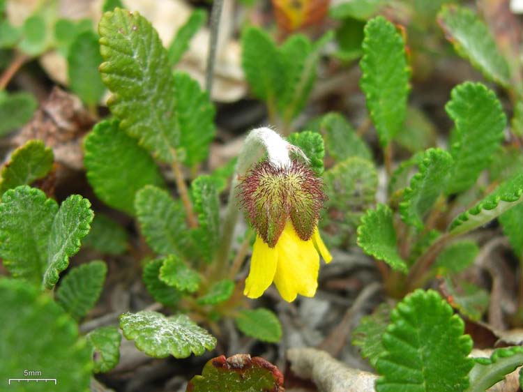 Dryas drummondii