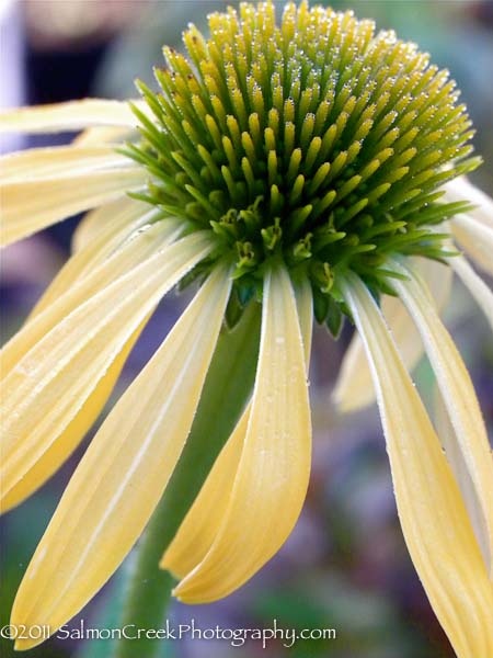 Echinacea Harvest Moon™