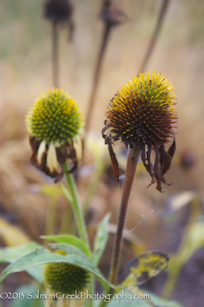 Echinacea Harvest Moon™