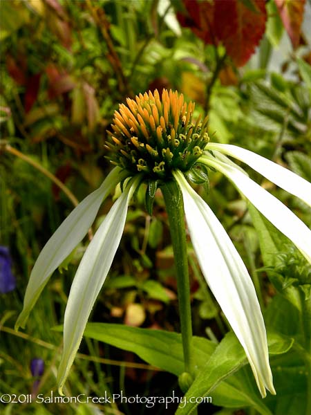 Echinacea purpurea ‘White Swan’